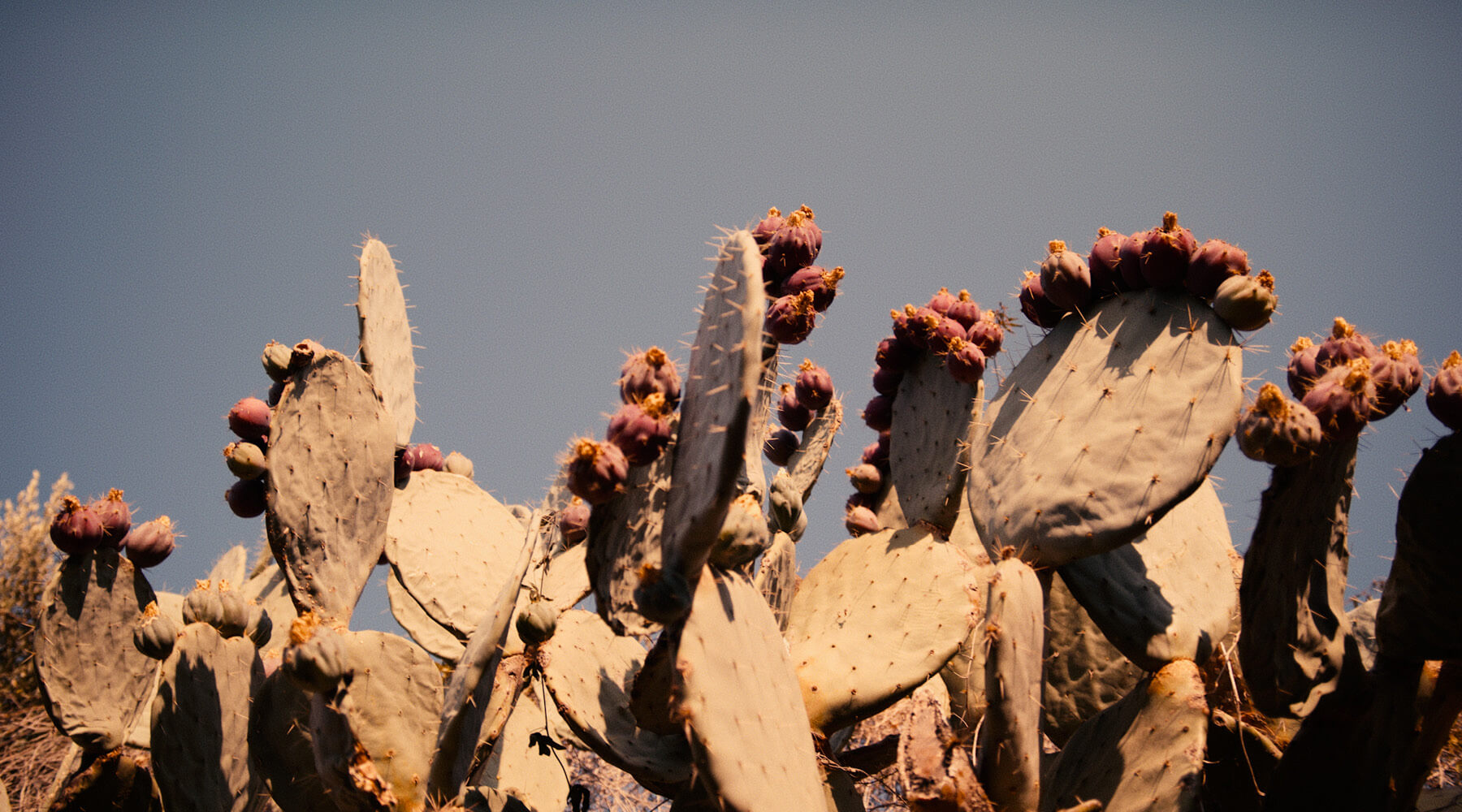 Prickly pear plant