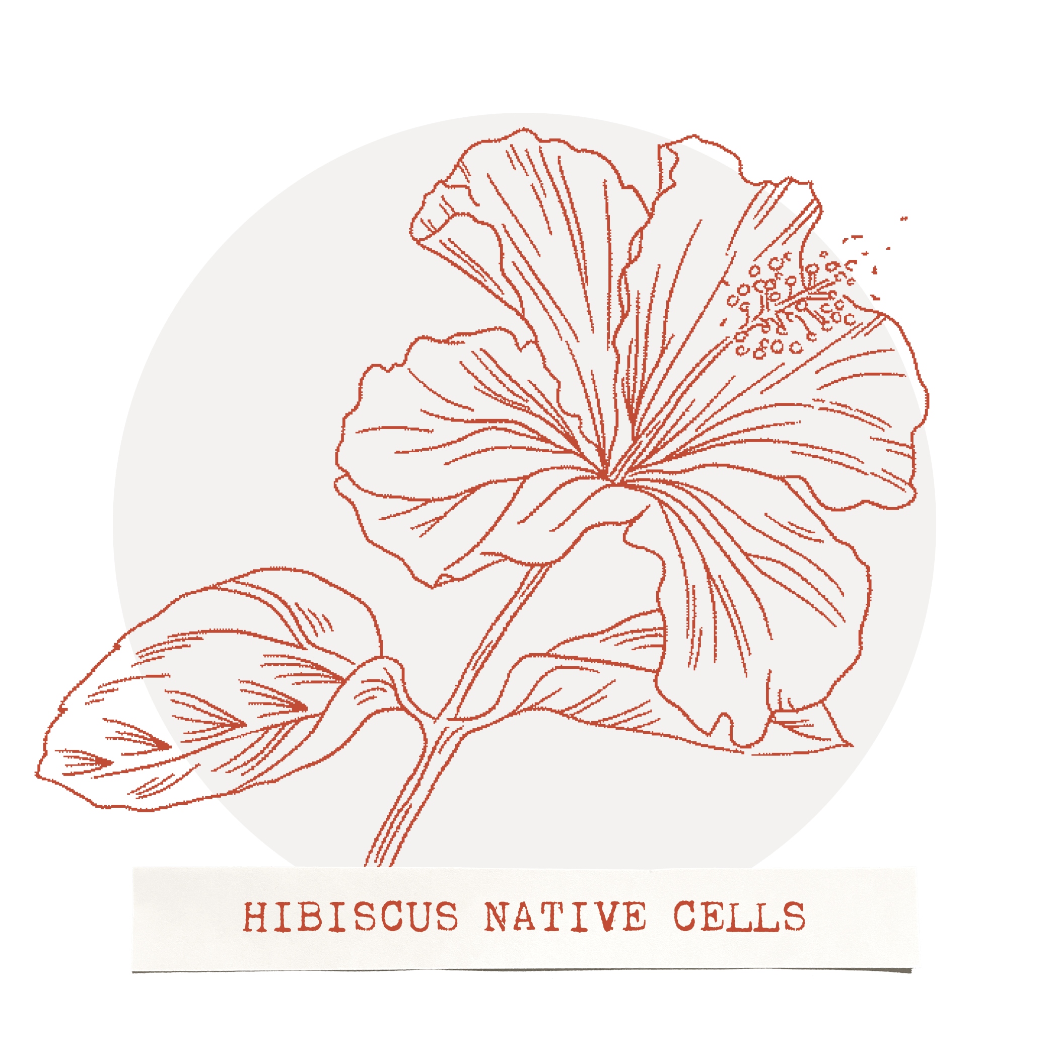 Hibiscus and Prickly Pear Stem Cells