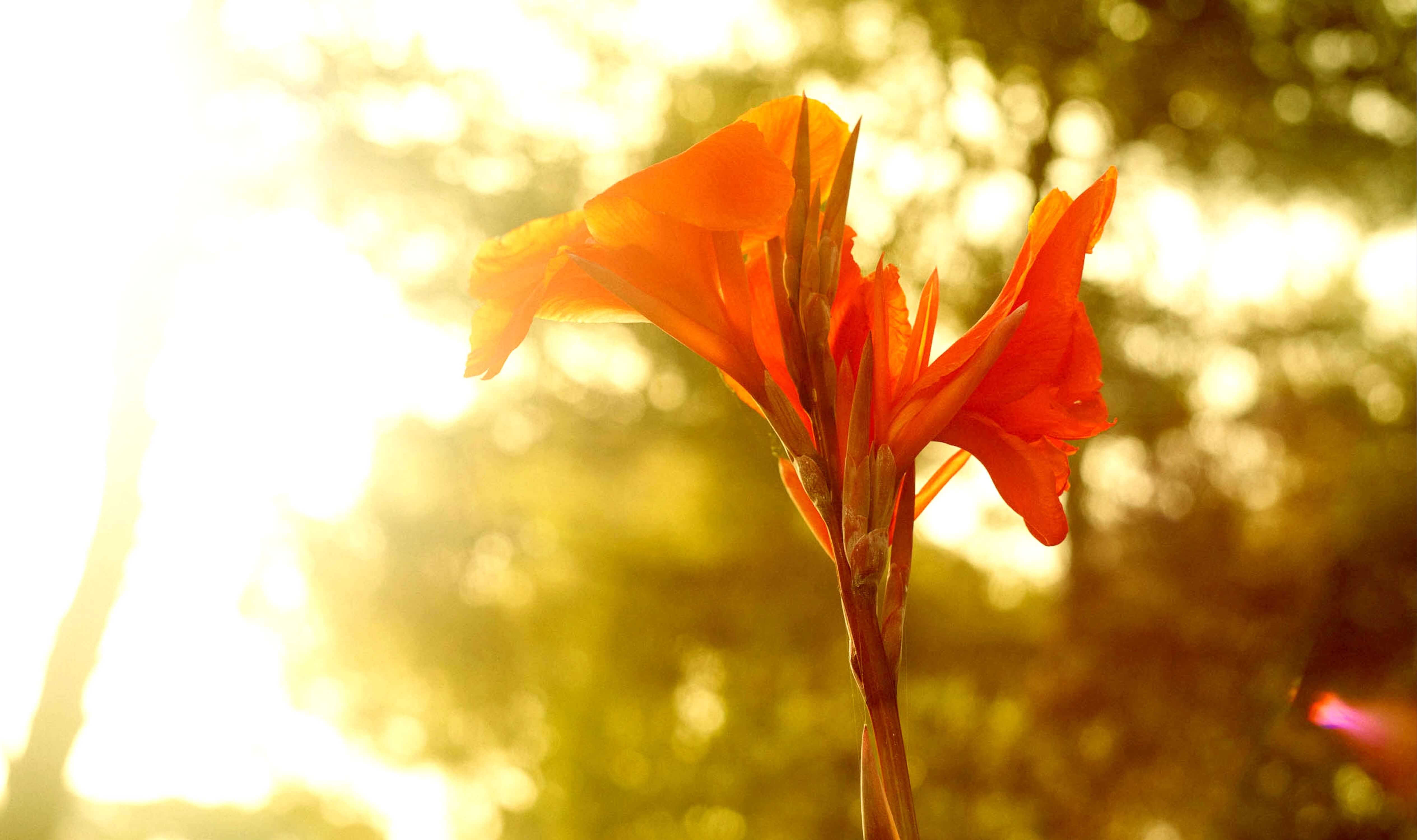 Blue Bird Hibiscus Native Cells in Skin Care (Hibiscus Syriacus extract)