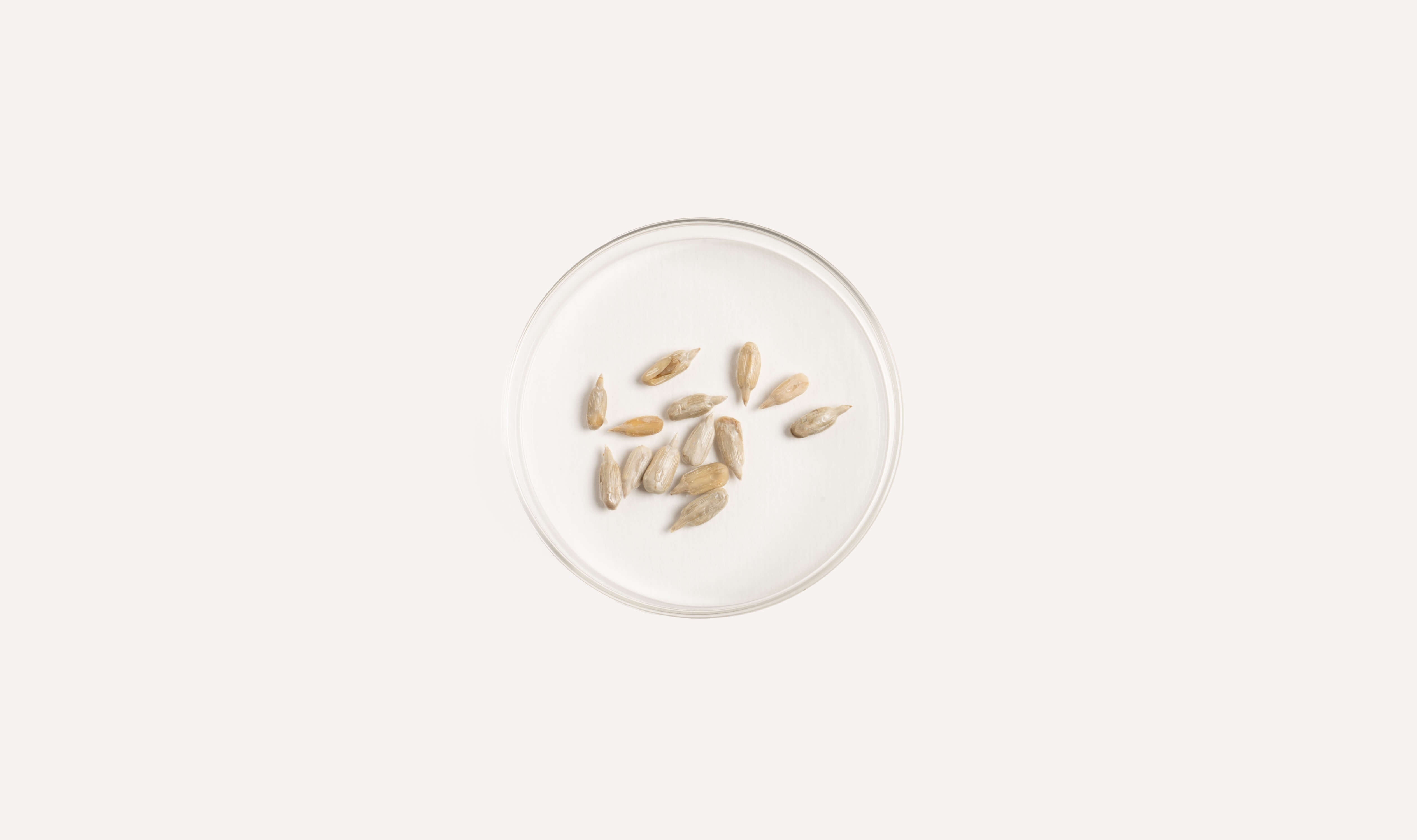 Sunflower Seed Wax in Skin Care: A Natural Wonder