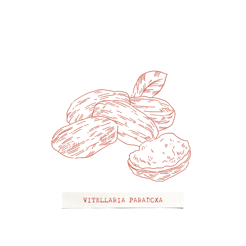 Icon of shea nuts