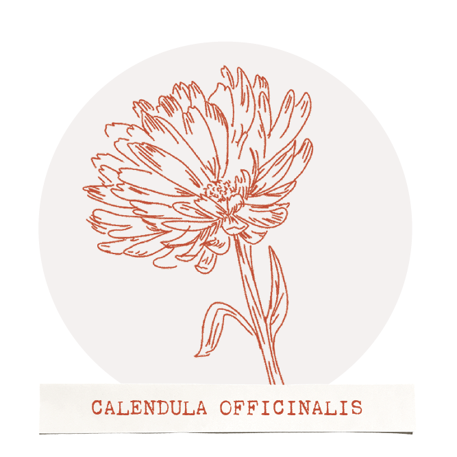 Calendula Stem Cells