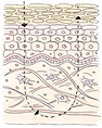 A different mechanism of action